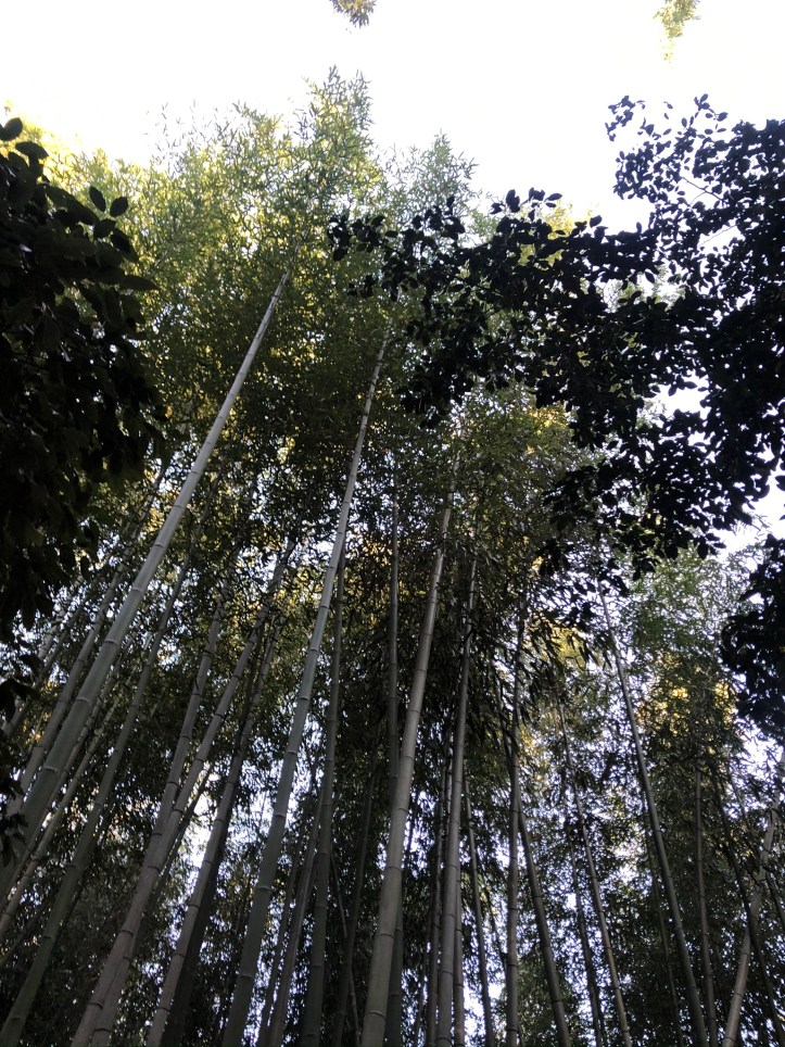 Arashiyama bamboo